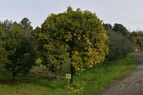 Цитрусовые растения, выращиваемые на территории института сельского хозяйства - Sputnik Абхазия