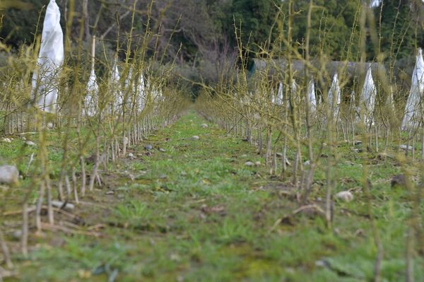 Цитрусовые растения, выращиваемые на территории института сельского хозяйства - Sputnik Абхазия