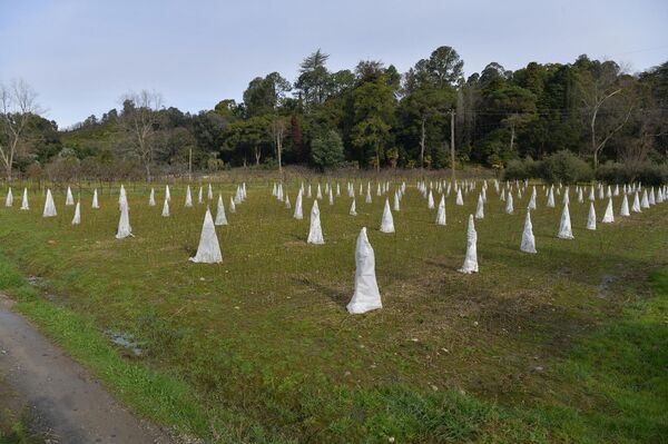 Цитрусовые растения, выращиваемые на территории института сельского хозяйства - Sputnik Абхазия