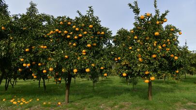 Цитрусовые растения выращиваемые на территории института сельского хозяйства