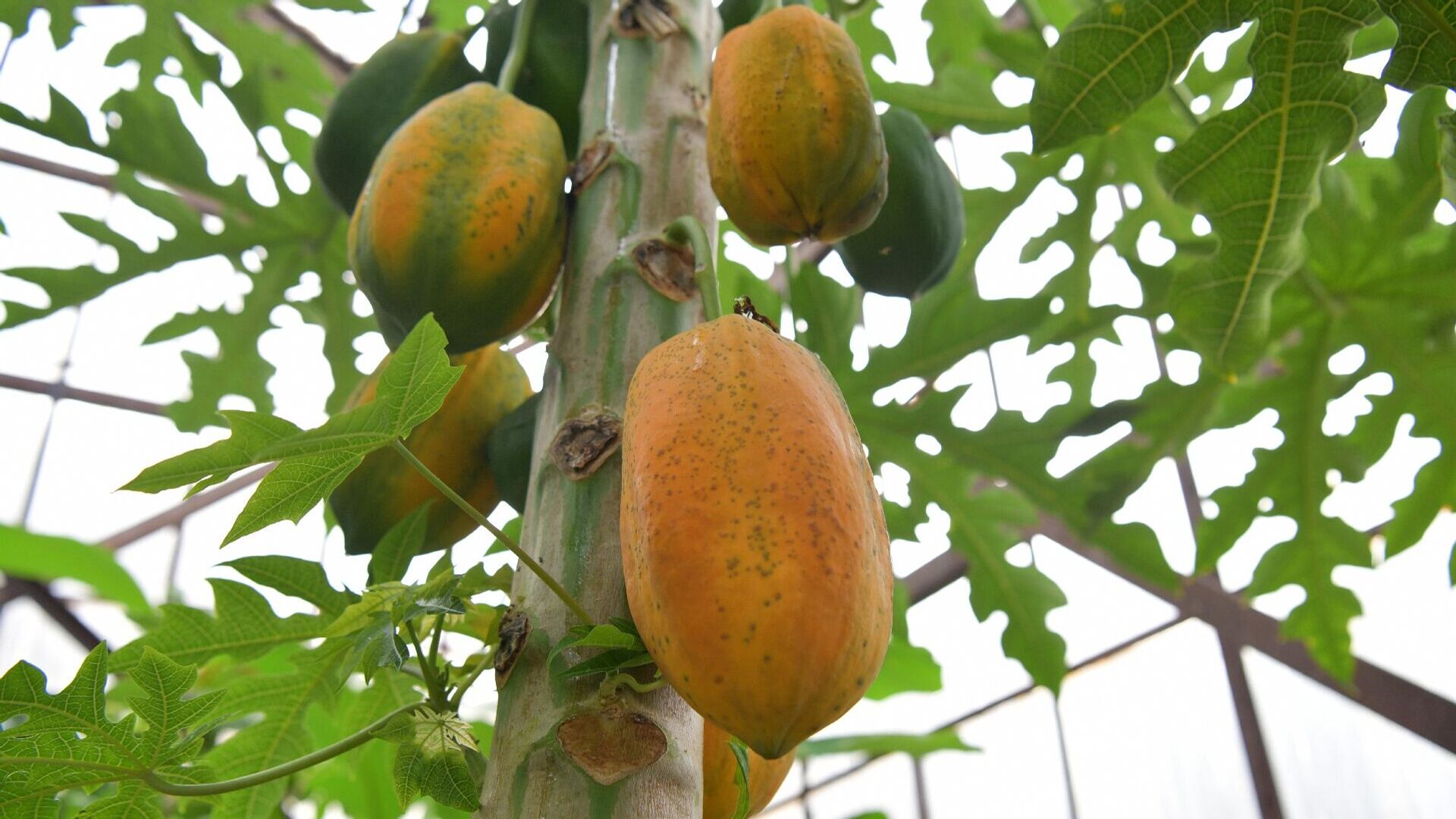 Теплица тропический растений на территории института сельского хозяйства Теплица тропический растений на территории института сельского хозяйства - Sputnik Абхазия, 1920, 23.01.2026