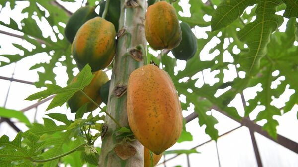 Теплица тропический растений на территории института сельского хозяйства - Sputnik Абхазия