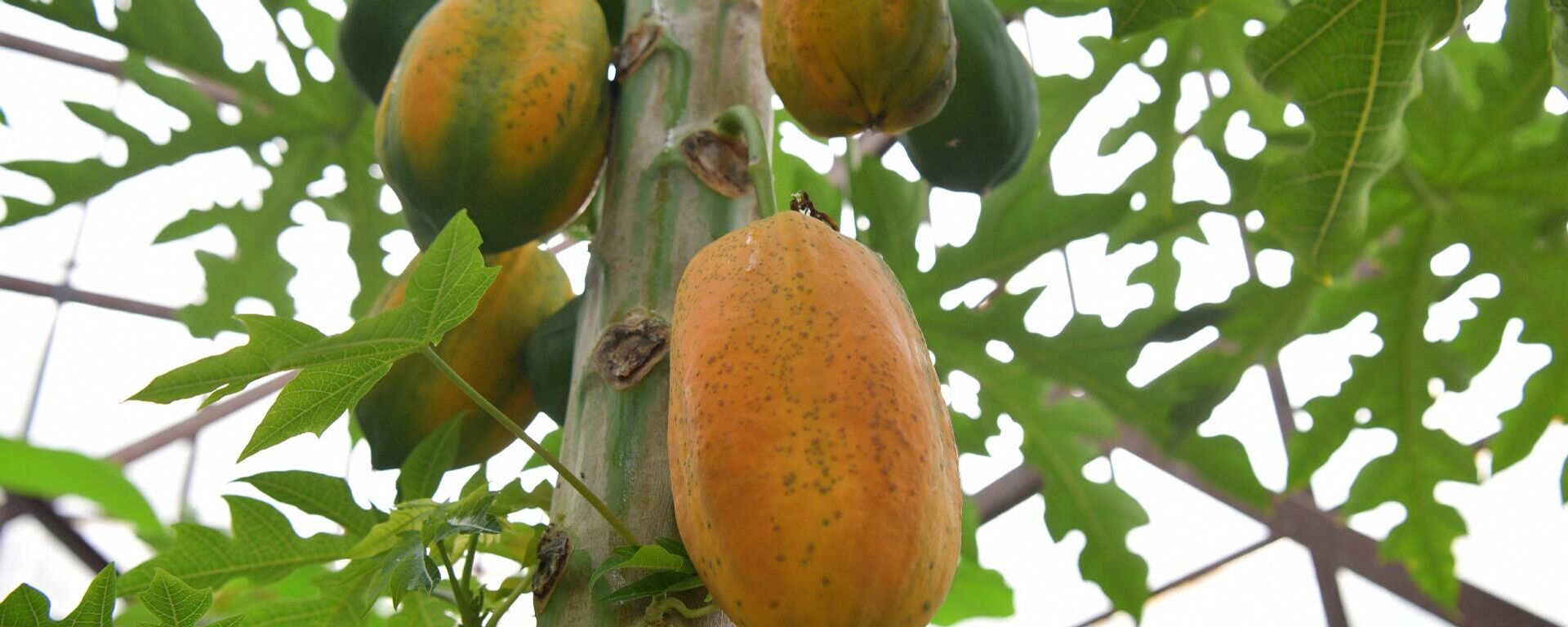 Теплица тропический растений на территории института сельского хозяйства - Sputnik Абхазия, 1920, 23.01.2026