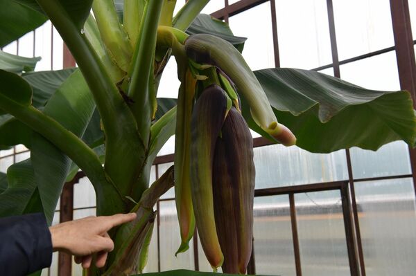 Теплица тропический растений на территории института сельского хозяйства Теплица тропический растений на территории института сельского хозяйства - Sputnik Абхазия