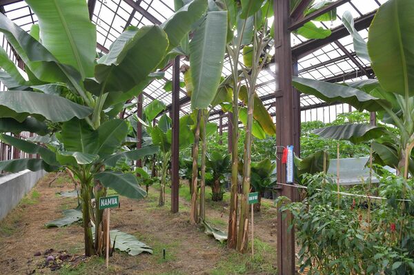 Теплица тропический растений на территории института сельского хозяйства Теплица тропический растений на территории института сельского хозяйства - Sputnik Абхазия