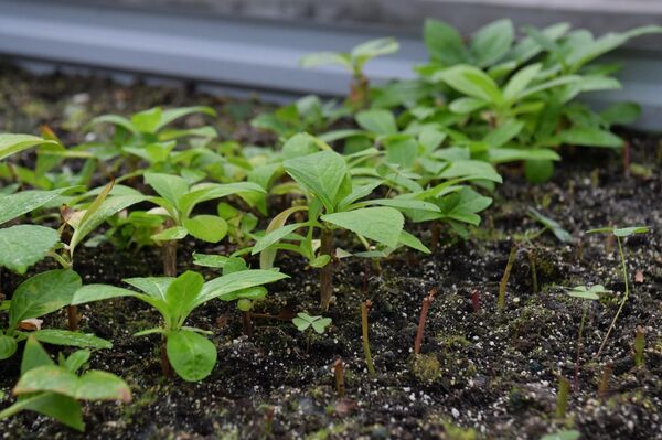 Дмитрий Сабекия показывает какая работа проводится в институте сельского хозяйства в пос.Гулрыпш Дмитрий Сабекия показывает какая работа проводится в институте сельского хозяйства в пос.Гулрыпш - Sputnik Абхазия