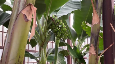 Тропические фрукты в тепличных условиях начали выращивать в Абхазии