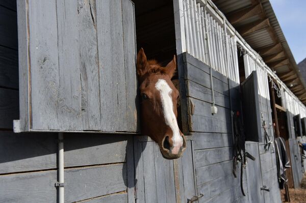 Конный клуб Бзоу в Ачадаре - Sputnik Абхазия