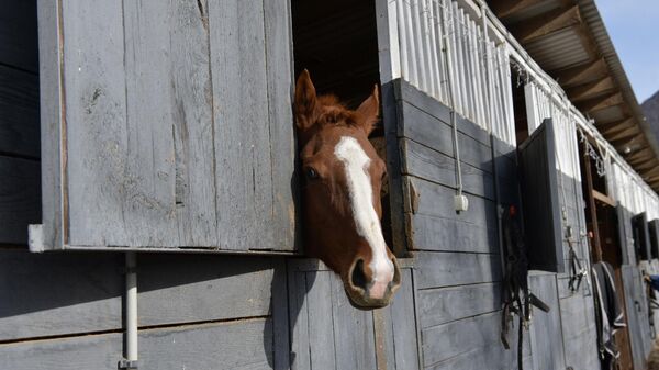 Конный клуб Бзоу в Ачадаре - Sputnik Абхазия