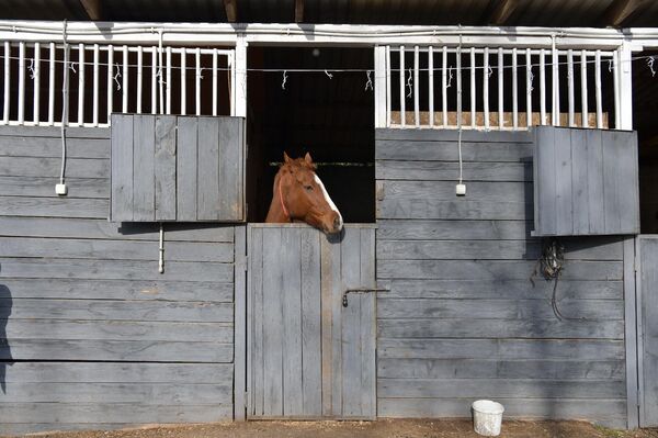 Конный клуб Бзоу в Ачадаре - Sputnik Абхазия