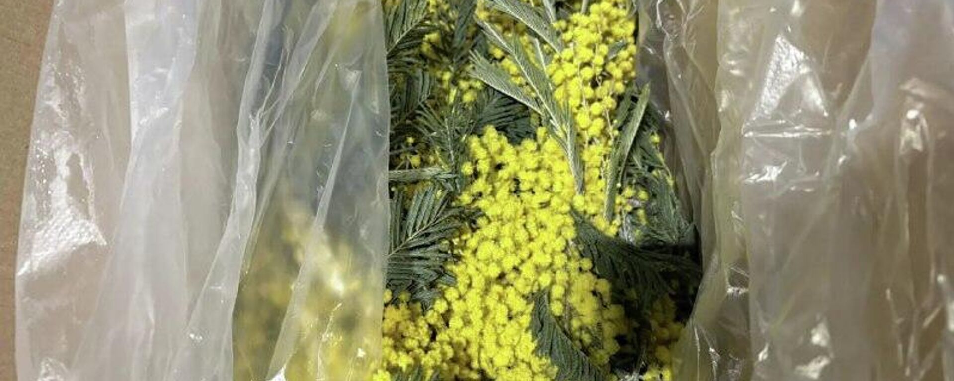 Первую партию мимозы вывезли из Абхазии в Россию - Sputnik Абхазия, 1920, 06.02.2026