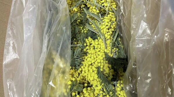 Первую партию мимозы вывезли из Абхазии в Россию - Sputnik Абхазия