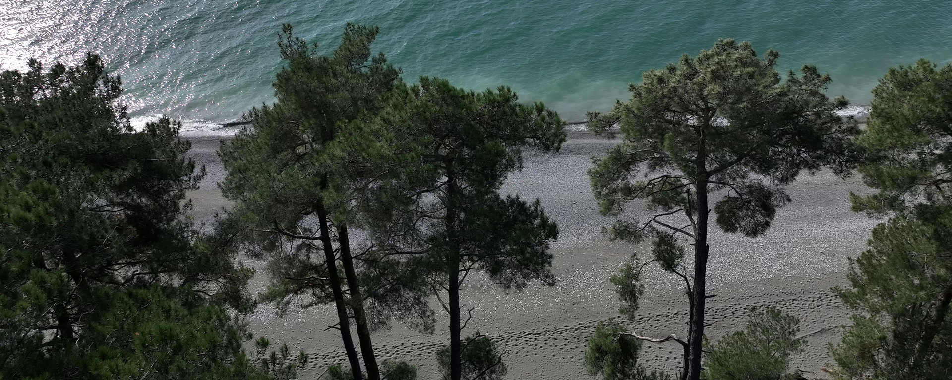 Пицундская сосновая роща - Sputnik Абхазия, 1920, 09.02.2026