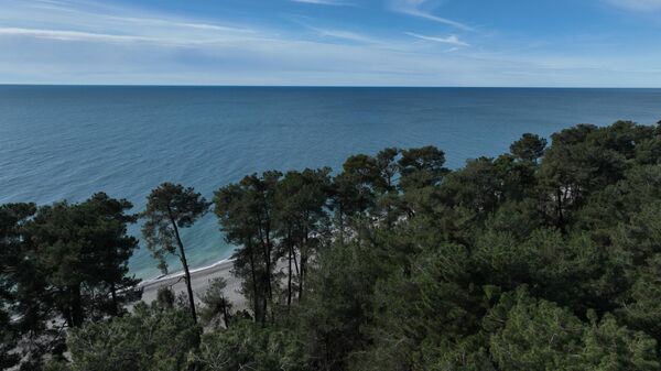 Пицундская сосновая роща - Sputnik Аҧсны