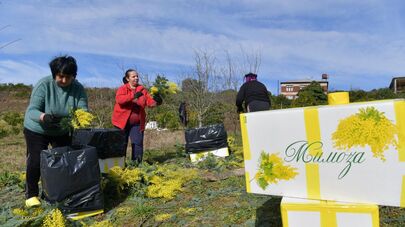 Сбор мимозы в с.Пшап