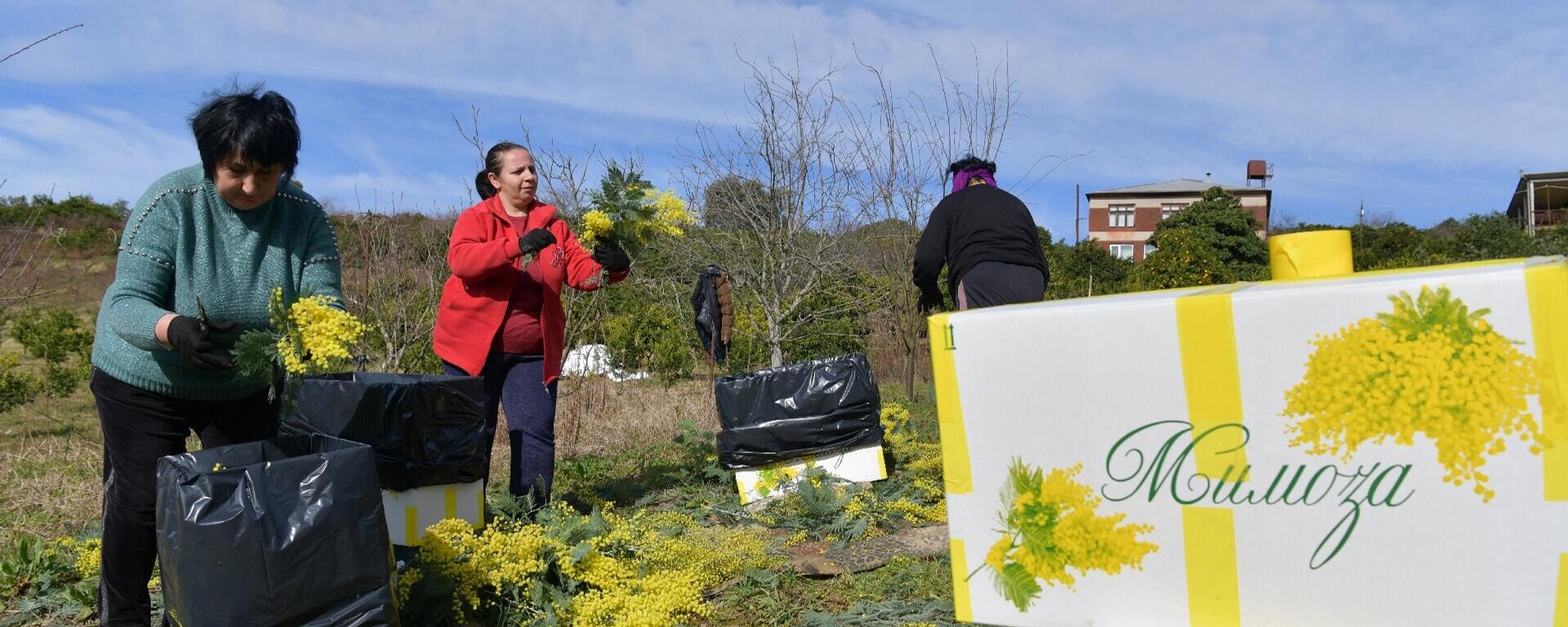 Сбор мимозы в с.Пшап - Sputnik Абхазия, 1920, 27.02.2026