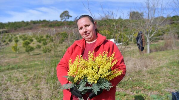 Сбор мимозы в с.Пшап - Sputnik Абхазия