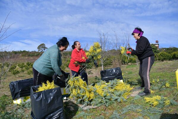 Их через пару дней отправят в российские города - Sputnik Абхазия
