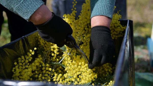 Сбор мимозы в с.Пшап - Sputnik Абхазия