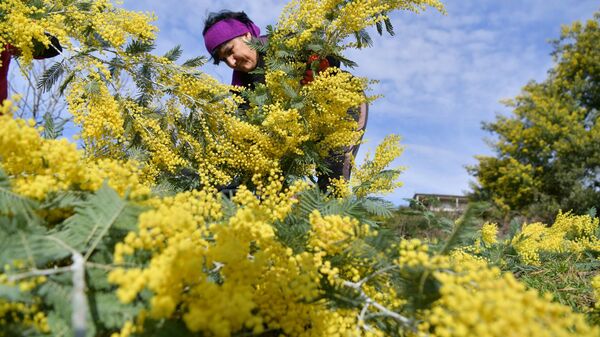 Сбор мимозы в с.Пшап - Sputnik Абхазия