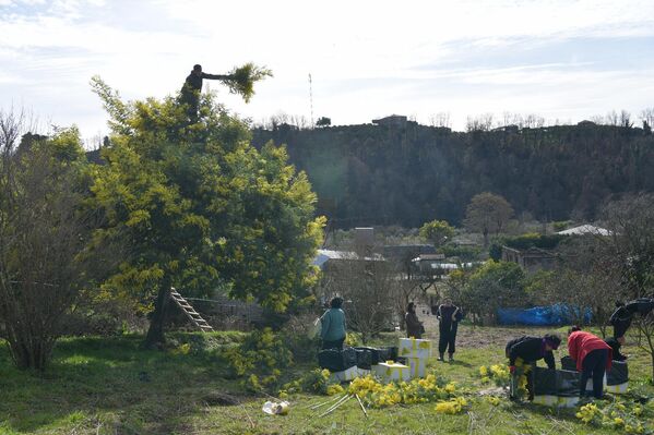 Сезон мимозы в Абхазии наступил достаточно рано - Sputnik Абхазия