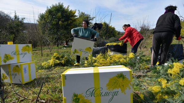 Сбор мимозы в с.Пшап - Sputnik Абхазия