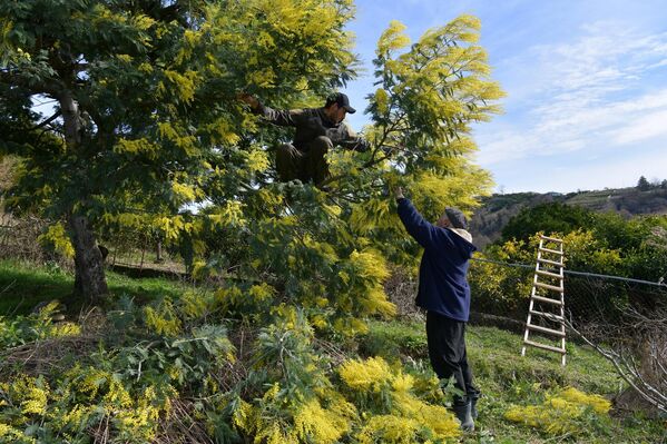 В Абхазии начался сбор мимозы - Sputnik Абхазия