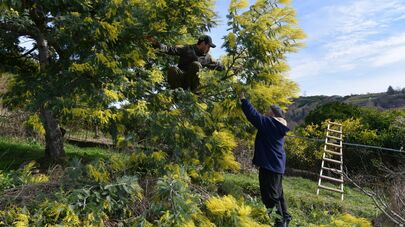 Сбор мимозы в с.Пшап