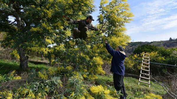 Сбор мимозы в с.Пшап - Sputnik Абхазия
