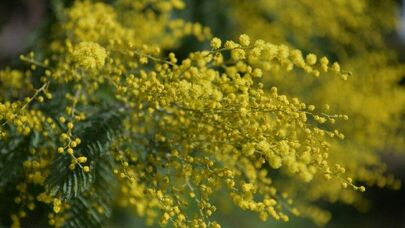 Почти 2 980 кг мимозы вывезли из Абхазии в Россию с начала года, сообщили в ГТК