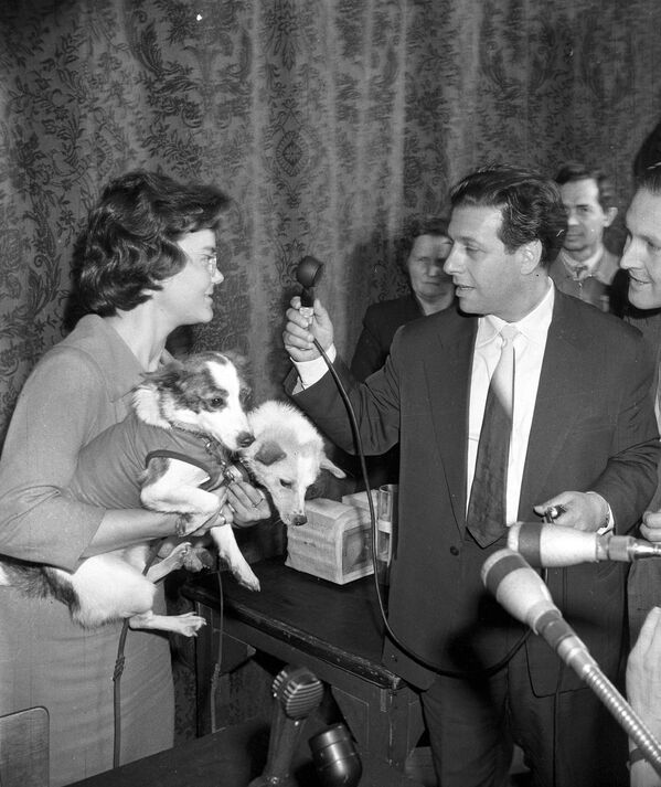 Собаки Белка (правая) и Стрелка, побывавшие в космосе, на интервью корреспондента Московского радио - Sputnik Абхазия