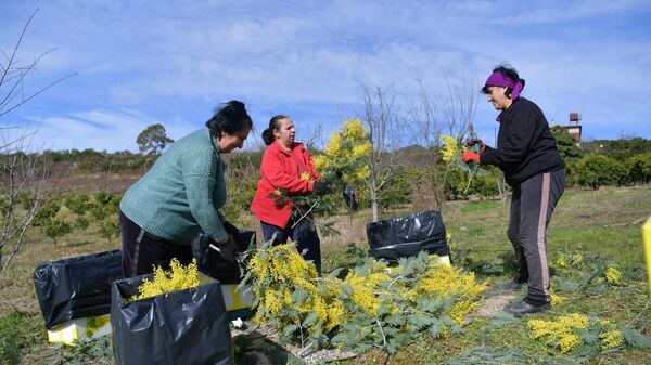 Сбор мимозы в с.Пшап - Sputnik Аҧсны