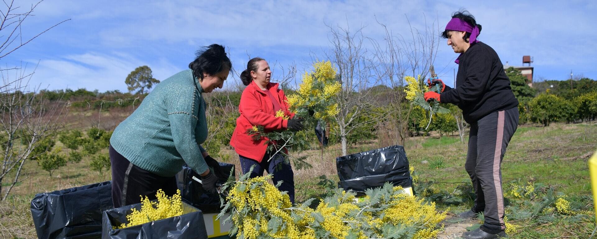 Сбор мимозы в с.Пшап - Sputnik Аҧсны, 1920, 12.02.2026