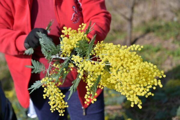 Сынтәа амимоза кьылак шә-мааҭк иаԥсоуп. - Sputnik Аҧсны