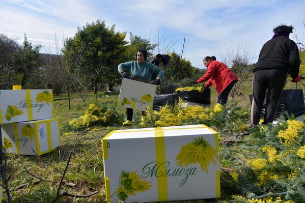 Шәачантәи ашәҭ егьырҭ арегионқәа рахь идәықәҵахоит. - Sputnik Аҧсны