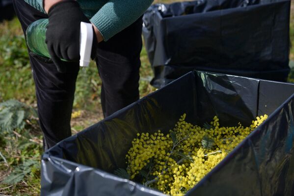 Аԥснынтәи Урыстәылаҟа идәықәҵоуп 3 тоннак амимоза. - Sputnik Аҧсны