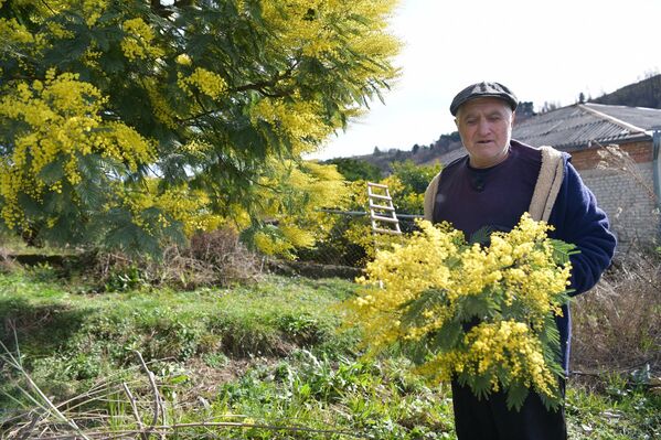 Ԥшьаԥ ақыҭан инхо Андреи Давтиан 30 шықәса инареиҳаны амимоза ааирыхуеит. - Sputnik Аҧсны