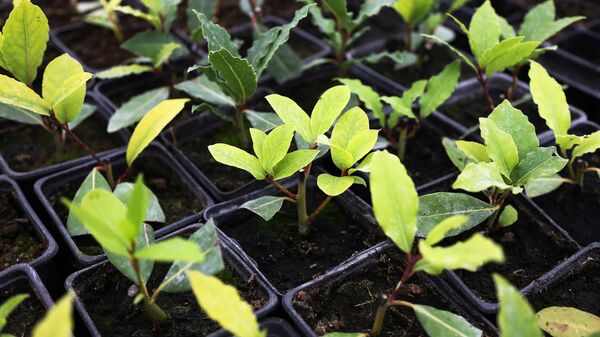 Выращивание посадочного материала в Краснодарском крае - Sputnik Аҧсны