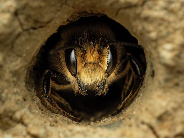 Пчела-листорез - Sputnik Абхазия