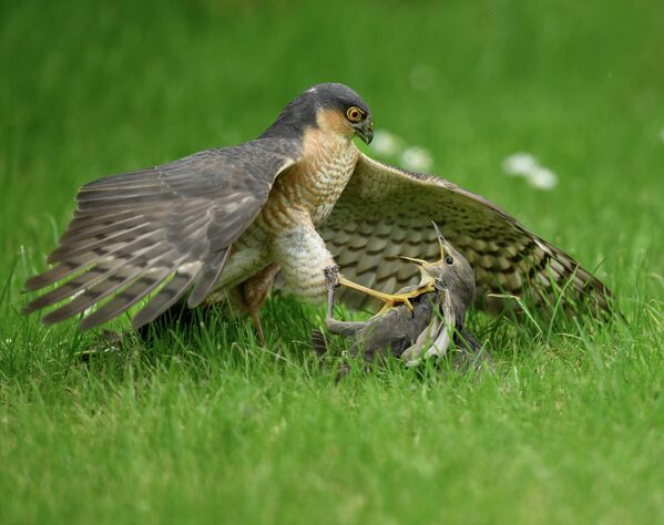 Ястреб хватает добычу когтями - Sputnik Абхазия