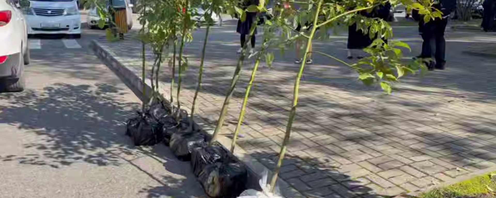 Камфорный лавр - Sputnik Абхазия, 1920, 13.03.2026