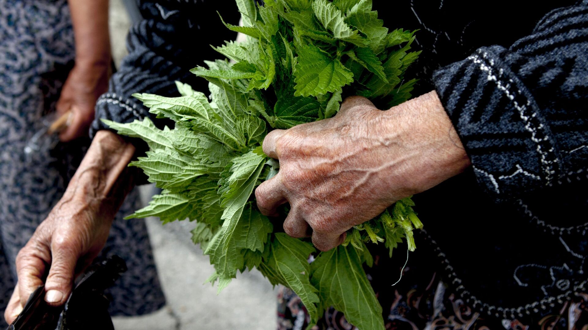 Продажа крапивы на рынке выходного дня в Цхинвале Продажа крапивы на рынке выходного дня в Цхинвале - Sputnik Аҧсны, 1920, 28.03.2026