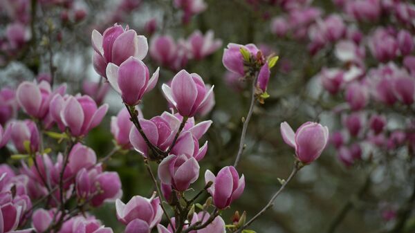 Цветение магнолии в Сухуме - Sputnik Абхазия