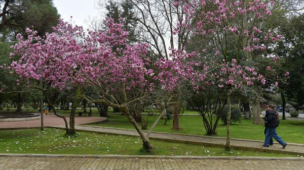 Цветение магнолии в Сухуме - Sputnik Абхазия