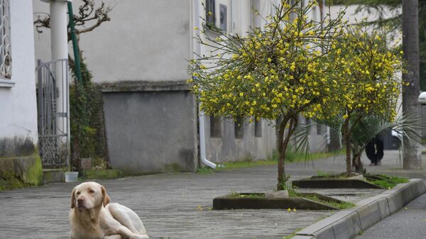 Собака на фоне цветов на улице в Сухуме - Sputnik Абхазия