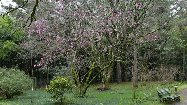 Цветущие деревья ранней весной в Сухуме - Sputnik Абхазия