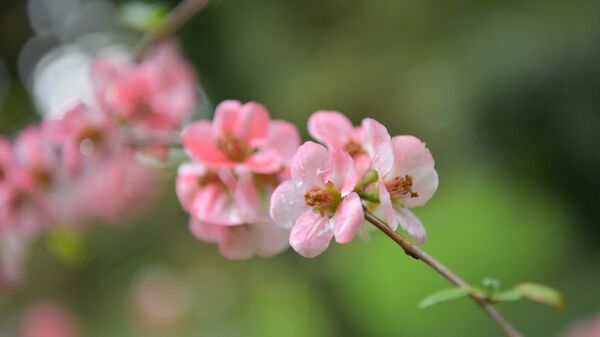 Цветущие деревья ранней весной в Сухуме - Sputnik Абхазия