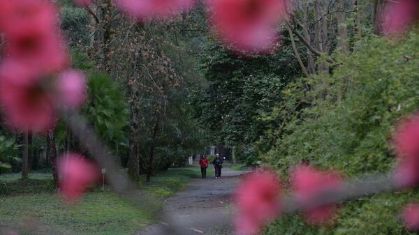 Цветущие деревья ранней весной в Сухуме - Sputnik Абхазия