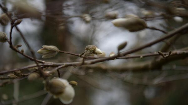 Цветущие деревья ранней весной в Сухуме - Sputnik Абхазия