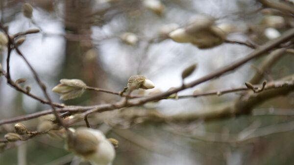 Цветущие деревья ранней весной в Сухуме - Sputnik Абхазия